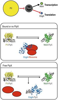 The ribosome assembly GTPase EngA is involved in redox signaling in cyanobacteria